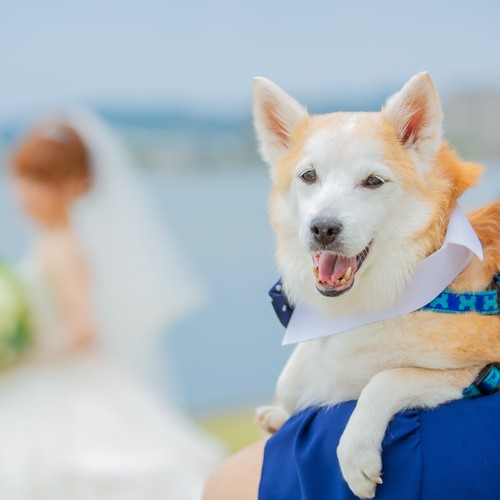 愛犬